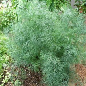 Укроп Эйфория