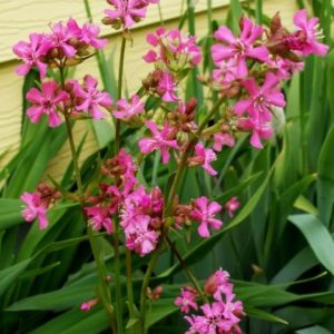 Лихнис вискария Розовый блеск