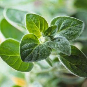 Майоран Мариетта