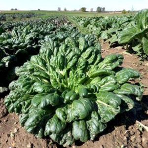 Татсой Зеленая волна