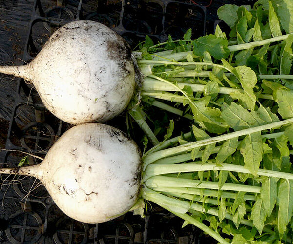 Дайкон Шогоин Дайкон Шогоин