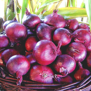 Лук Северная Голландия