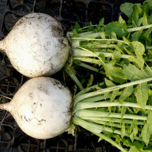 Дайкон Шогоин