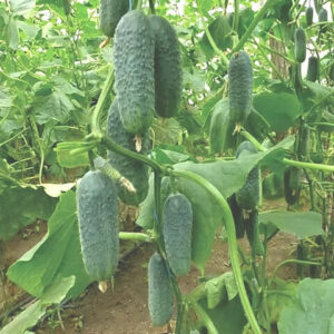 Огурец Детки на ветке