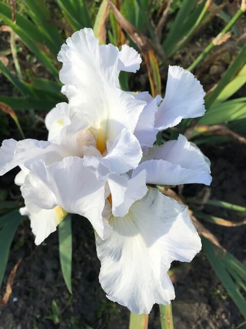 Цветы. Моя дача