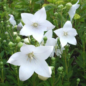 Платикодон крупноцветковый белый