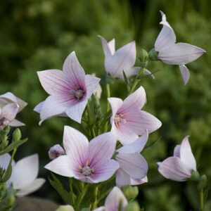 Платикодон крупноцветковый розовый