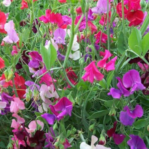 Душистый Горошек смесь