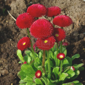 Маргаритка красная