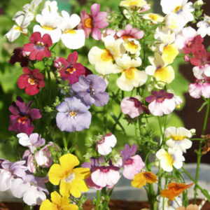 Немезия Галакси