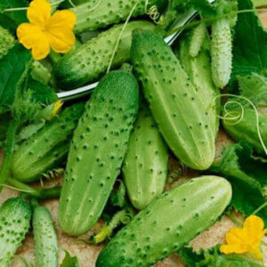 Огурец Брюнет F1