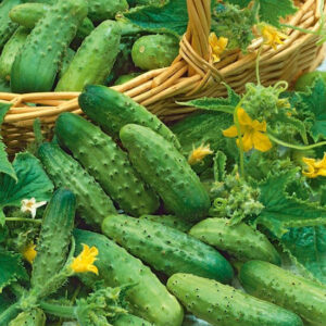 Огурец Донской Родник F1