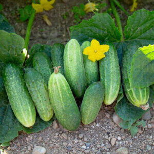 Огурец Кумир F1