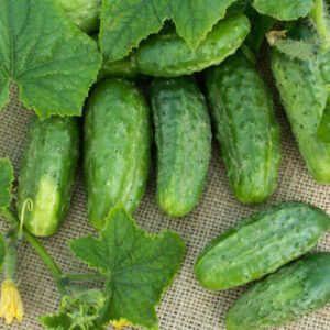 Огурец Слобожанский F1