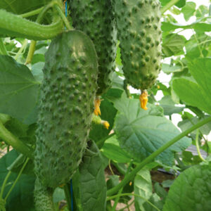 Огурец Смак F1