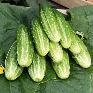 Огурец Усадебка F1
