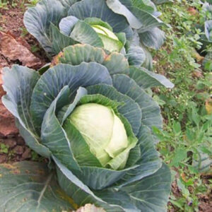 Капуста Центнер Эльзаса