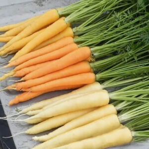 Морковь Мерцание Солнца