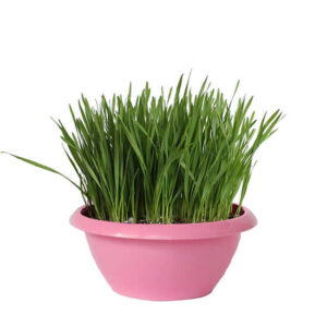 Трава для кошек (смесь)