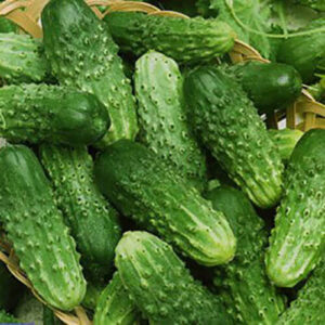 Огурец Полевой разносол