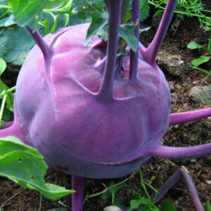 Капуста кольраби Фиалковый Дунай