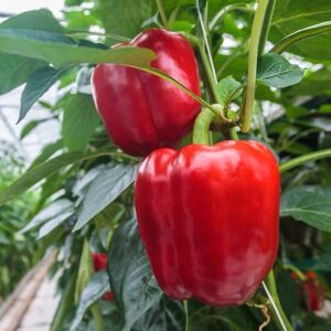 Перец Гранатовая Турецкая Долма