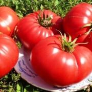 Томат Коготь медведя