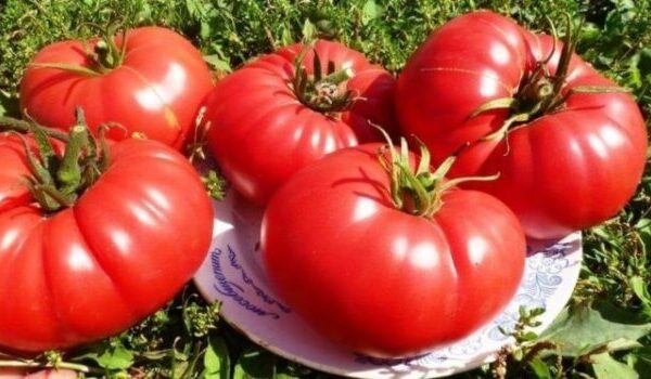 Томат Коготь медведя Томат Коготь медведя