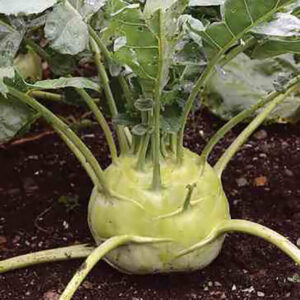 Капуста кольраби Триумф Праги