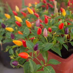 Перец острый Карнавал Перец острый Карнавал