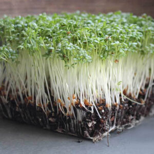 Микрозелень кресс-салат