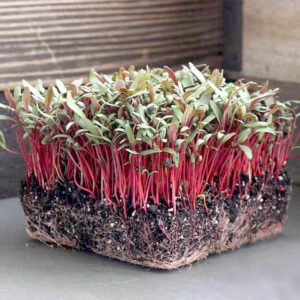 Микрозелень мангольд красный