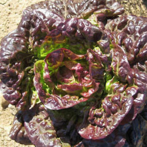 Салат Маравилла