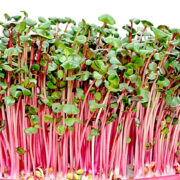 микрогрин Редиска