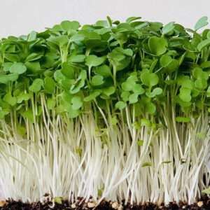 микрогрин Руккола