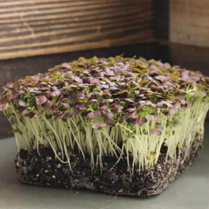 Микрогрин горчица красная