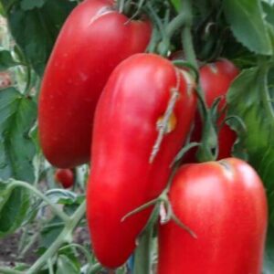 томат Красная Капия