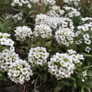 Алиссум Белый