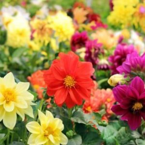 Георгина Веселые ребята