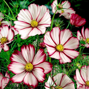 Космея Карусель