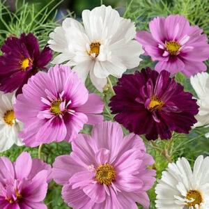 Космея Психея, смесь