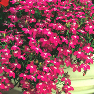 Лобелия Рубиновый Фонтан