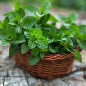 Мята перечная Мята перечная