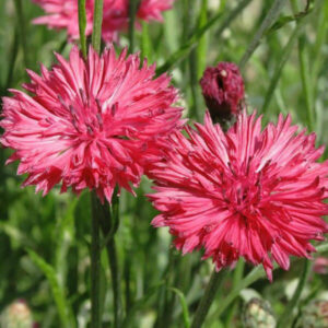 Василек Красный