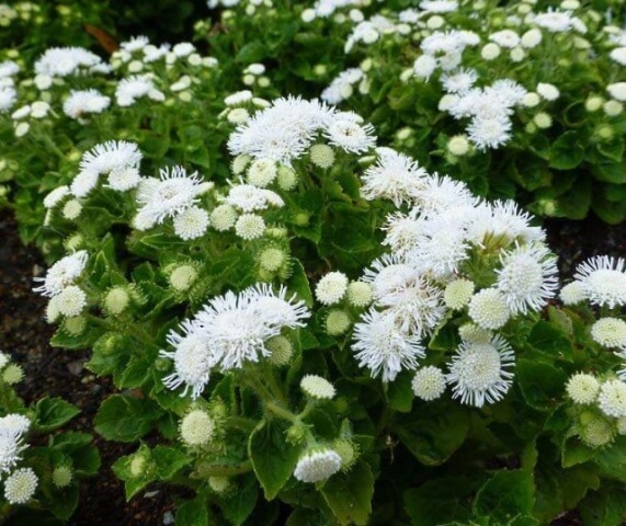 Агератум Белый шар