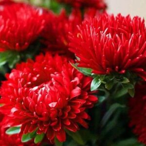 Семена астры Старый Замок красная