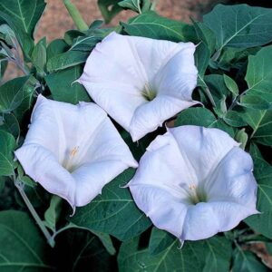 Датура голубая