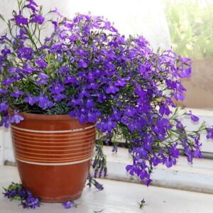 Лобелия Лиловый Фонтан