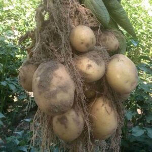 Семенной картофель Электра