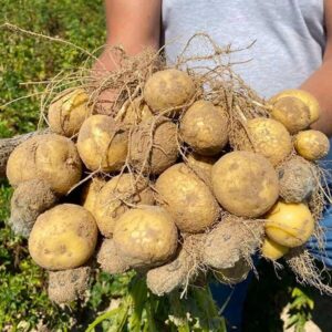 Картофель Орла